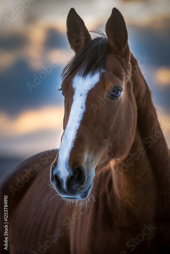 Portret gniadego konia na tle zachodu słońca – elegancja i spokój w naturze. Ciepłe światło podkreśla detale sierści i wyraziste spojrzenie, oddając majestatyczny charakter tego zwierzęcia.