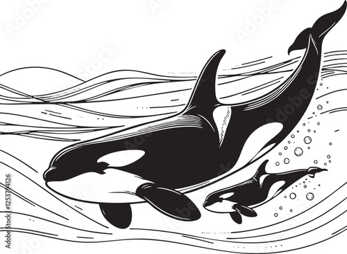  Orca Whale and Calf Vector Illustration: Black and White Outline Art