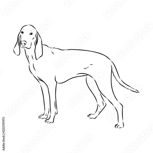 Porcelaine dog isolated on white background. Hand drawn dog breed vector sketch.