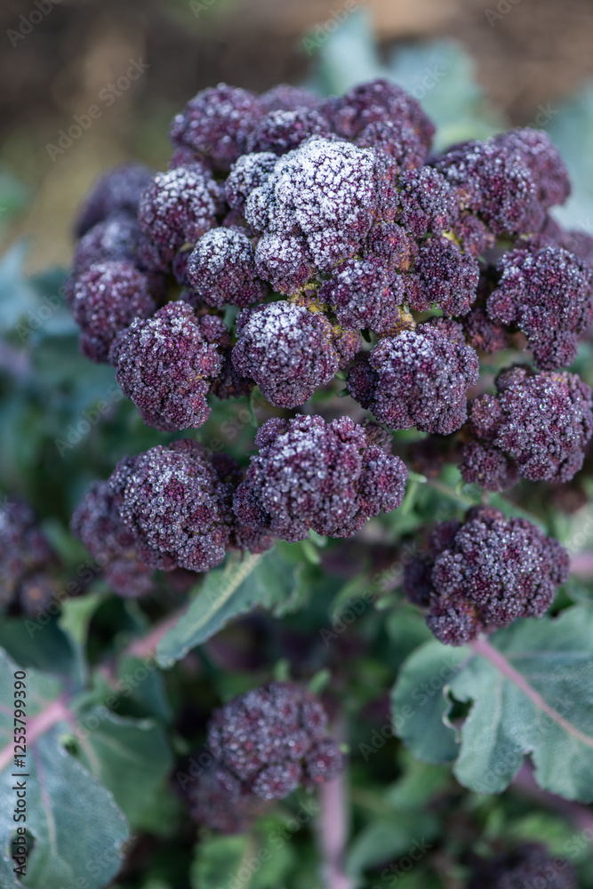 Gemüse im Garten anbauen im Winter, Brokkoli
Gemüse im Garten anbauen im Winter, Brokkoli