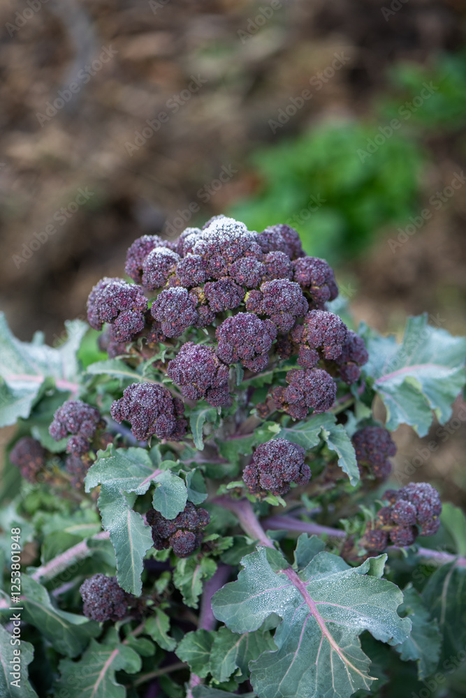 Gemüse im Garten anbauen im Winter, Brokkoli
Gemüse im Garten anbauen im Winter, Brokkoli