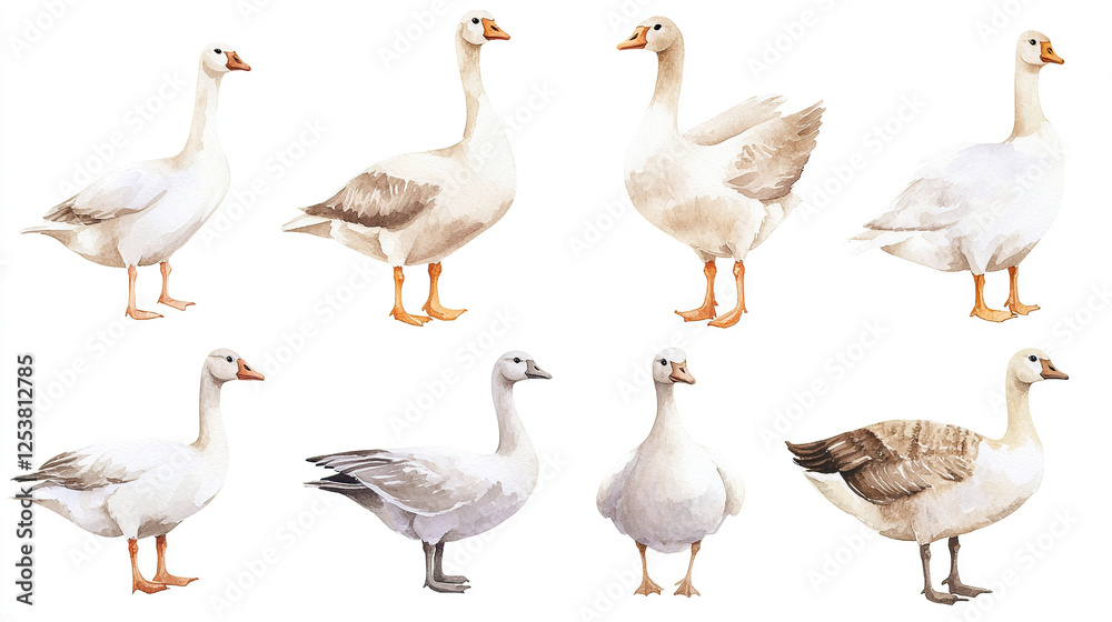 Fototapeta premium Watercolor Illustration of Diverse White Geese