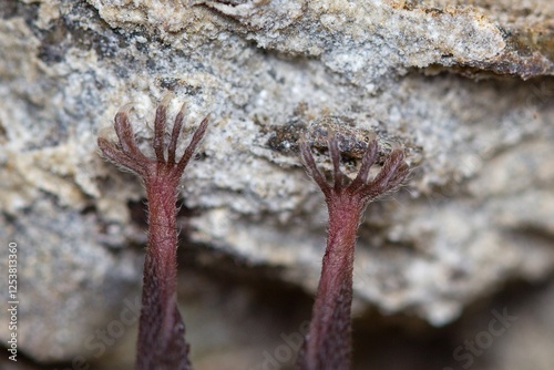 Detail of bats feet and toes holding onto rocks. The lesser horseshoe bat (Rhinolophus hipposideros)
