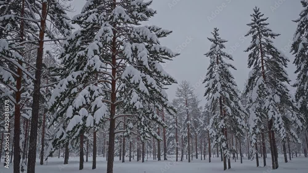 Delicate Snowflakes Drift in Winter's Calm Delicate Snowflakes Drift in Winter's Calm