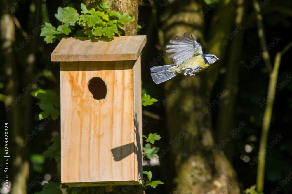 Naklejka premium a blue tit flies out of the nest box with its wings spread out in sunlight