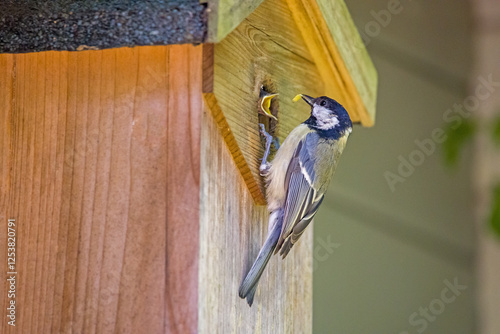 Cuadro en lienzo a great tit at the birdhouse feeds the offspring