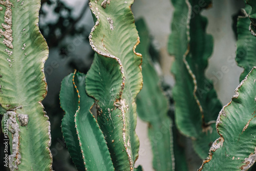 cactus in the desert
