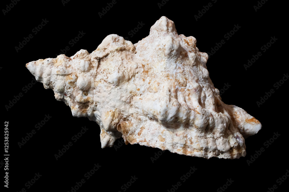 Close-up of empty ocean snail shell, marine collectible, sea creature remains, white background, stunning seashell texture Close-up of empty ocean snail shell, marine collectible, sea creature remains, white background, stunning seashell texture