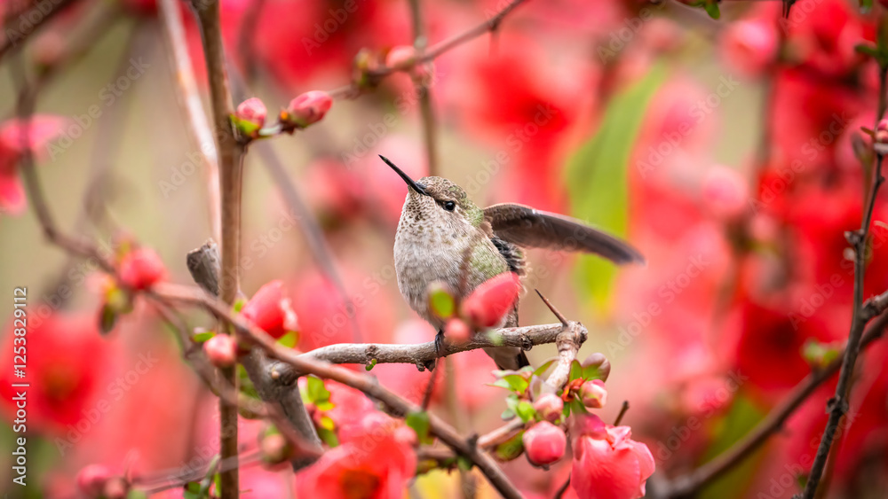 Anna's hummingbird stretching its wings on a flowering quince branch. Anna's hummingbird stretching its wings on a flowering quince branch.