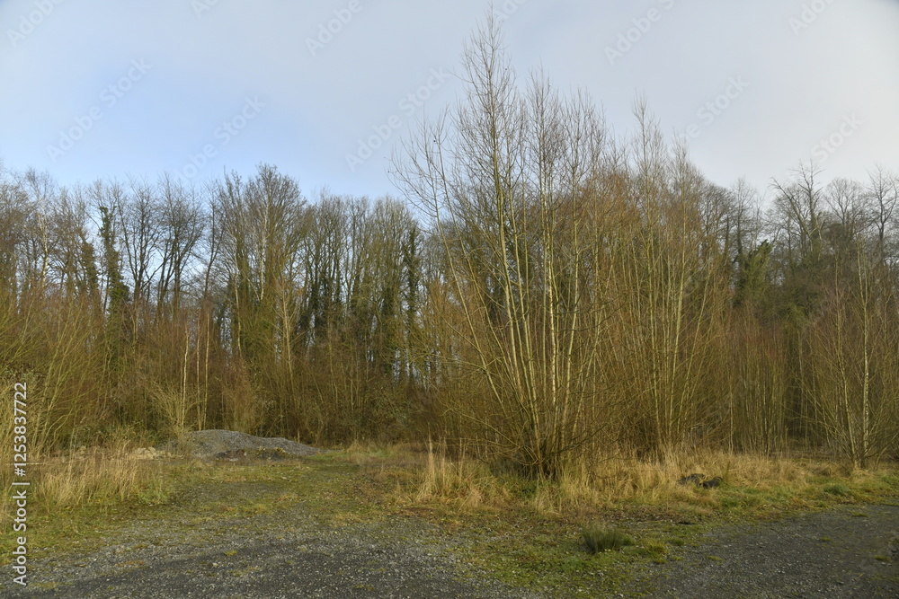 Végétation sauvage sur l'ancien site des carrières de pierres bleues à Écaussinnes d'Enghien 