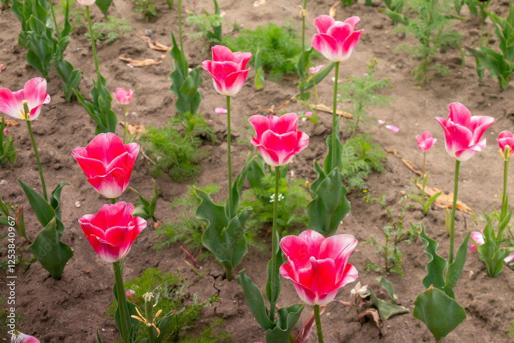Beautiful pink Lily-shaped tulips blooming in spring Beautiful pink Lily-shaped tulips blooming in spring