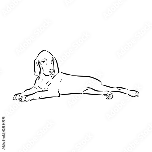 Porcelaine dog isolated on white background. Hand drawn dog breed vector sketch.