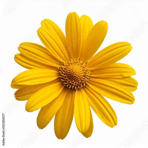 yellow daisy isolated on white
