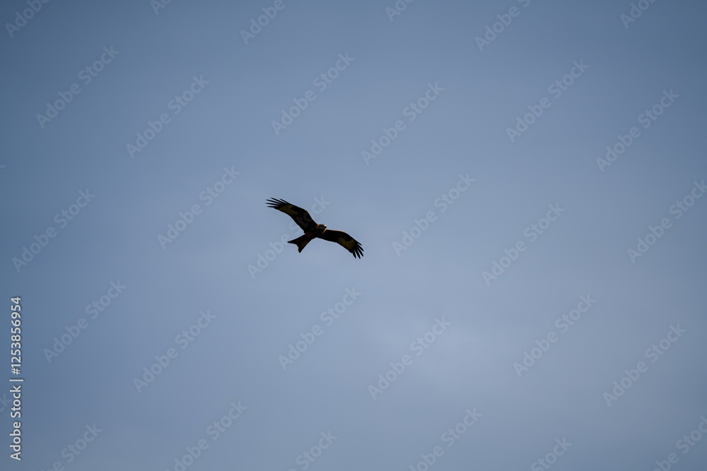 a wild red kite (Milvus milvus) in flight, blue sky a wild red kite (Milvus milvus) in flight, blue sky
