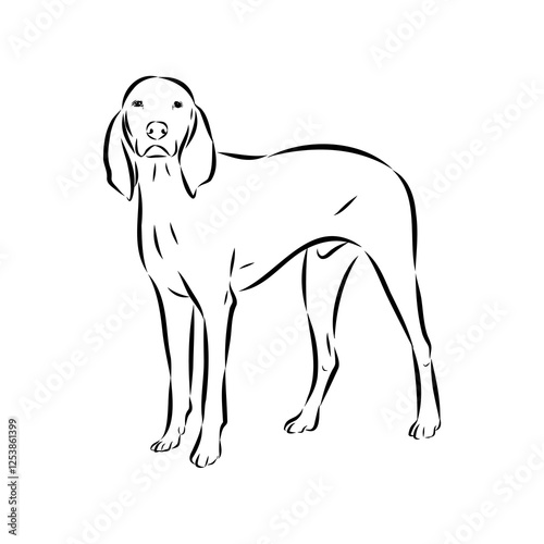 Porcelaine dog isolated on white background. Hand drawn dog breed vector sketch.