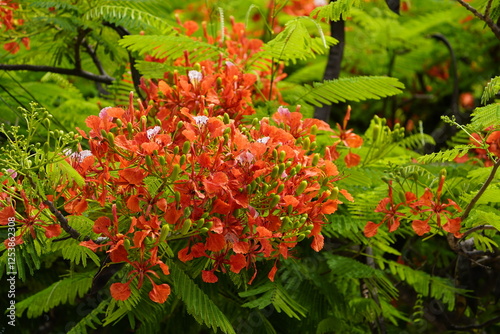 Delonix regia is a species of flowering plant in the bean family Fabaceae, subfamily Caesalpinioideae native to Madagascar. Fortaleza Ceará, Brazil. photo