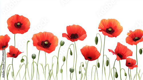 Vibrant red poppies illustration in watercolor style, isolated on a white background