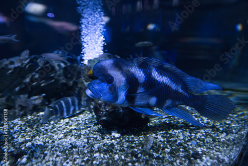 The humphead cichlid fish in the aquarium photo