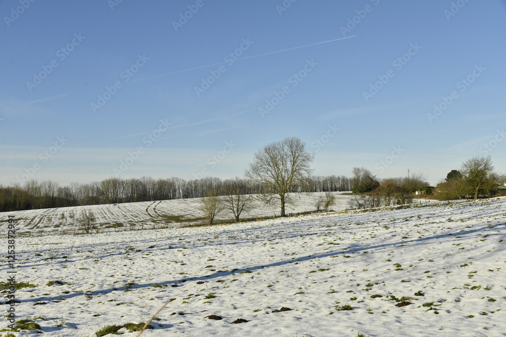 Arbres isolés dans les prairies enneigées sous un ciel bleu à Écaussinnes-d'Enghien (Hainaut) Arbres isolés dans les prairies enneigées sous un ciel bleu à Écaussinnes-d'Enghien (Hainaut)