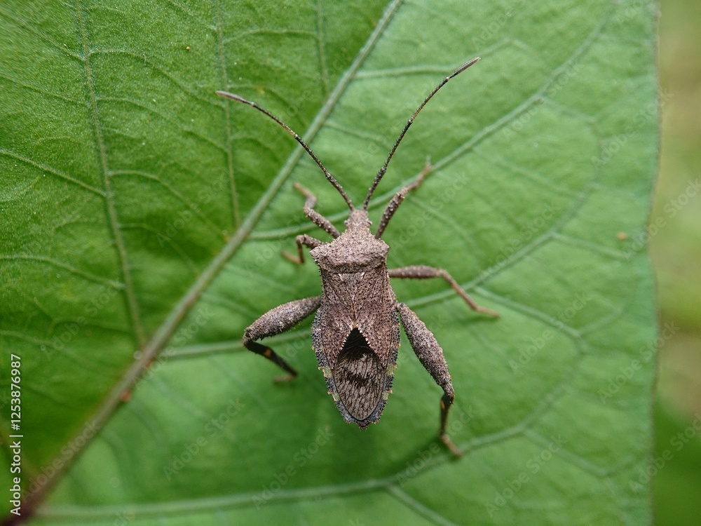 Acanthocephala terminalis is a species of leaf-footed bug in the family Coreidae. Acanthocephala terminalis is a species of leaf-footed bug in the family Coreidae.