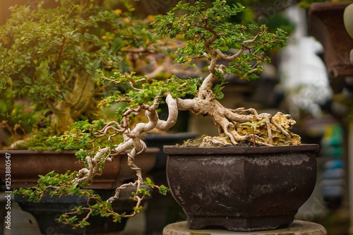 A bonsai plant with a very beautiful branch and leaf structure.