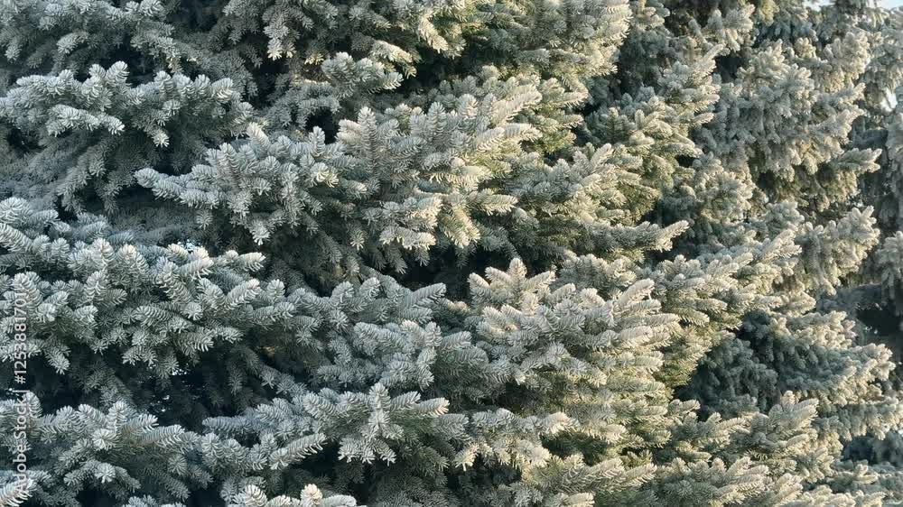 Close up of frost covering branches of blue spruce tree in winter Close up of frost covering branches of blue spruce tree in winter