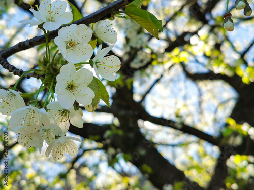Arbre en fleur qui annonce le début du printemps