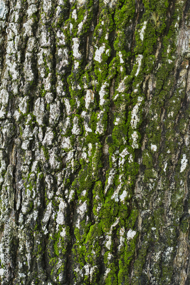 Obraz premium Mossy bark, perfect for a natural abstract theme background