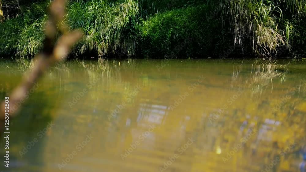 Serene River Flowing Through Lush Greenery in Nature. river in the forest, Lake in the park Serene River Flowing Through Lush Greenery in Nature. river in the forest, Lake in the park