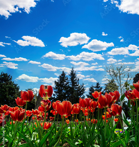 Beautiful fresh red tulips against blue sky with clouds. Nature park, spring and summer, beauty and care