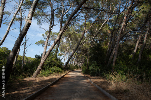 Lonely path in a nature park among big trees