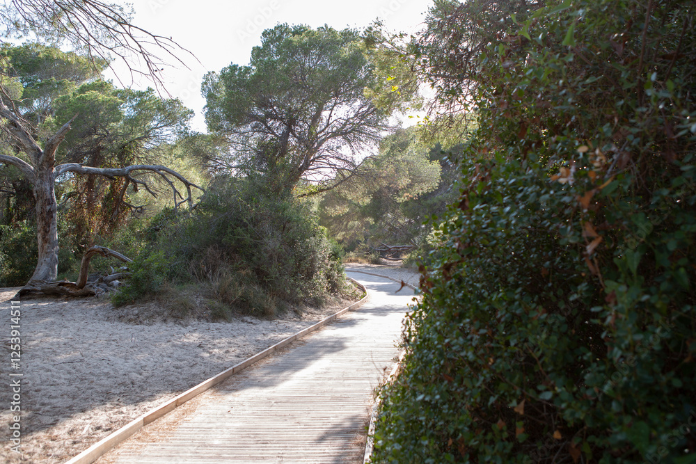 Fototapeta premium Lonely path in a nature park among big trees