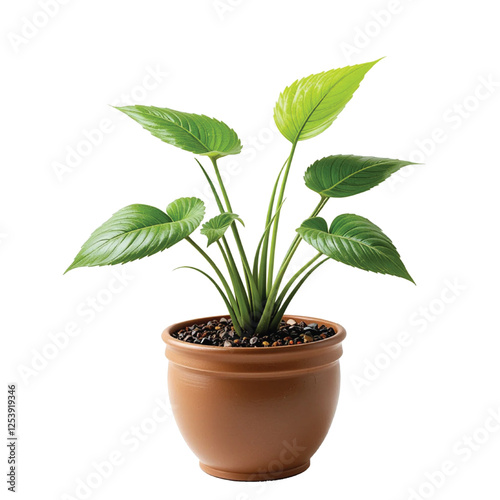 Decorative monstera tree planted white ceramic pot isolated on white background.

