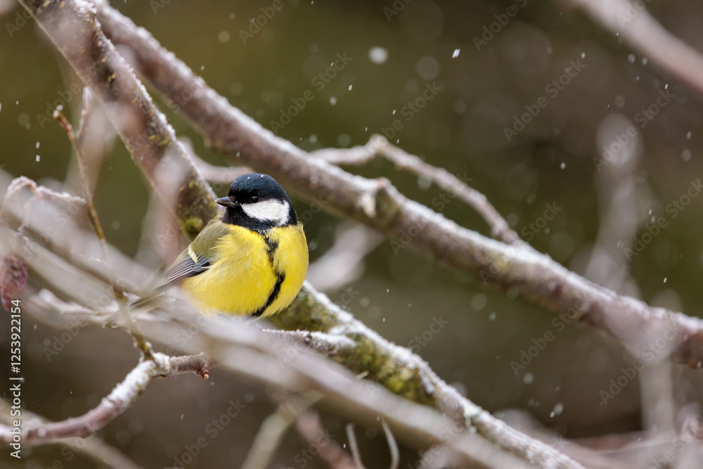 Fototapeta premium great tit parus major