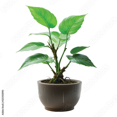 Decorative monstera tree planted white ceramic pot isolated on white background. vector 
