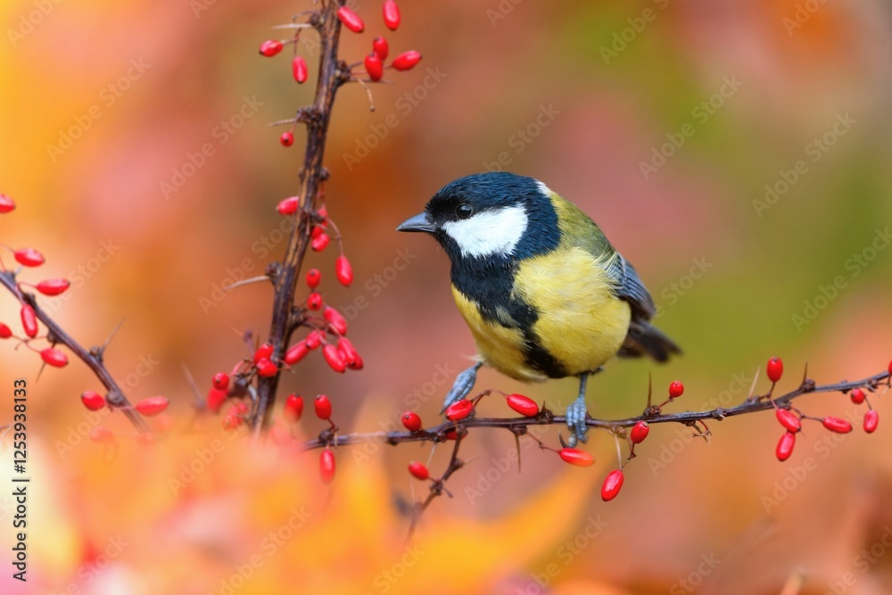 Obraz premium A great tit sits on a twi with red berries. Parus major. A colorful titmouse in the nature habitat. 