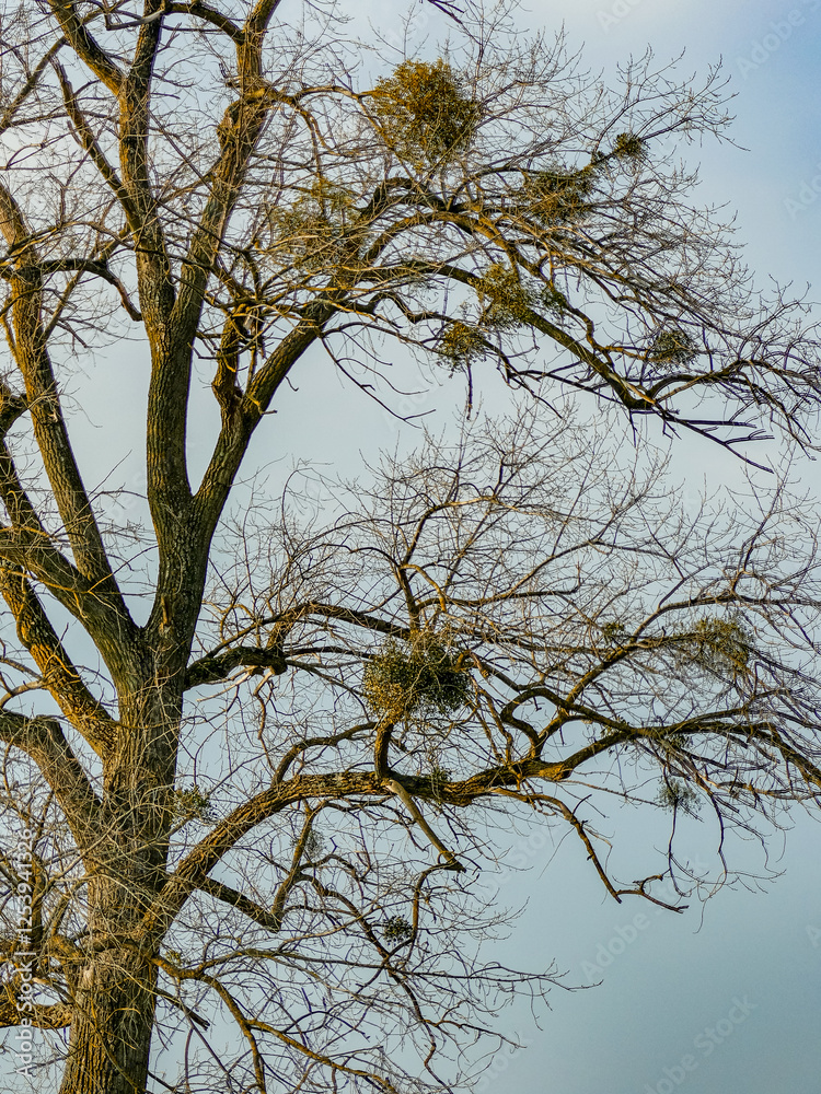 Obraz premium Misteln auf einem Baum im Winter