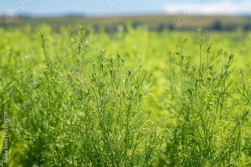 cumin plant in full bloom, against the backdrop of a sunlit field