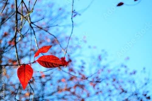 Foto Árbol desojado con cielo azul