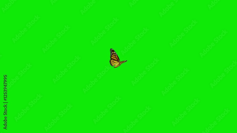 American Monarch Butterfly - Flying In and Out with Short Landing and Seating - Green Screen - Realistic naturalistic 3D animation isolated on chroma key background