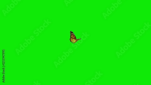 American Monarch Butterfly - Flying In and Out with Short Landing and Seating - Green Screen - Realistic naturalistic 3D animation isolated on chroma key background
