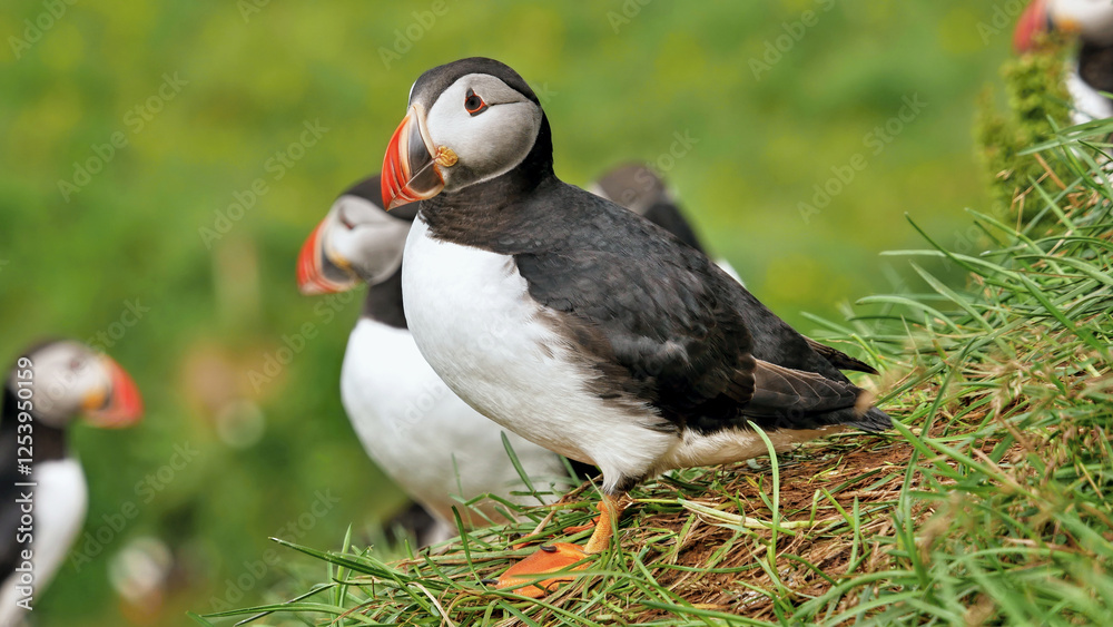 Puffin beautiful northern bird in Iceland Puffin beautiful northern bird in Iceland