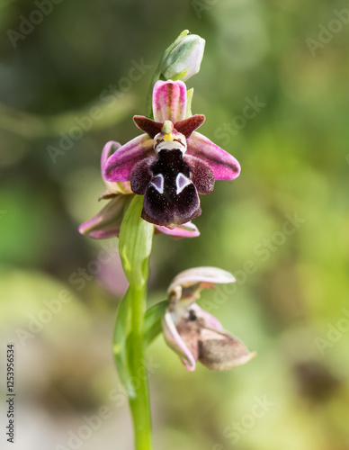 Photos of wildflowers, various bee orchids. photo