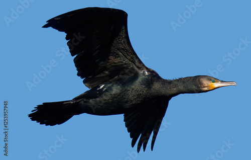 Grand Cormoran en vol