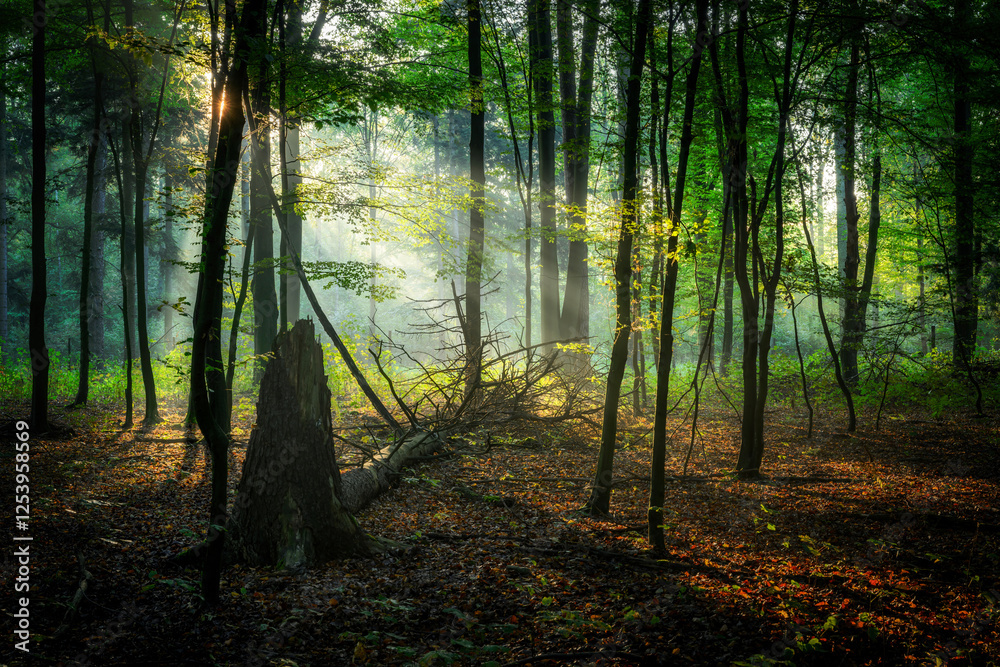 Obraz premium Beautiful sunny morning in green forest
