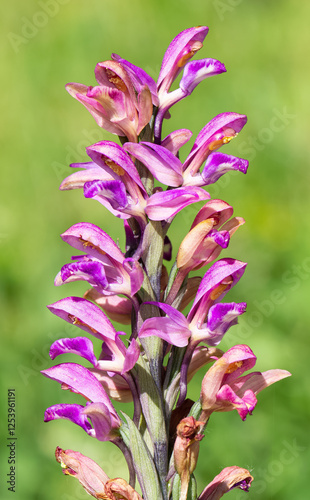 Fotografie photographs of wild plants and wildflowers