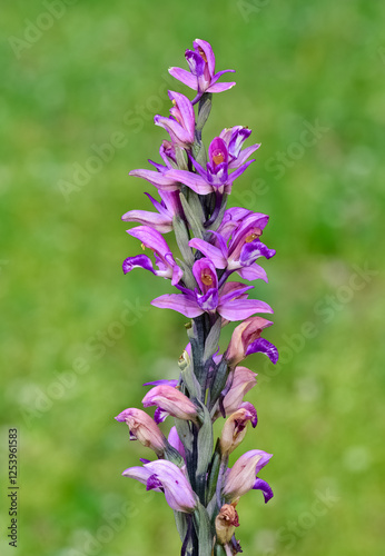 photographs of wild plants and wildflowers. photos of purple wild orchids. photo