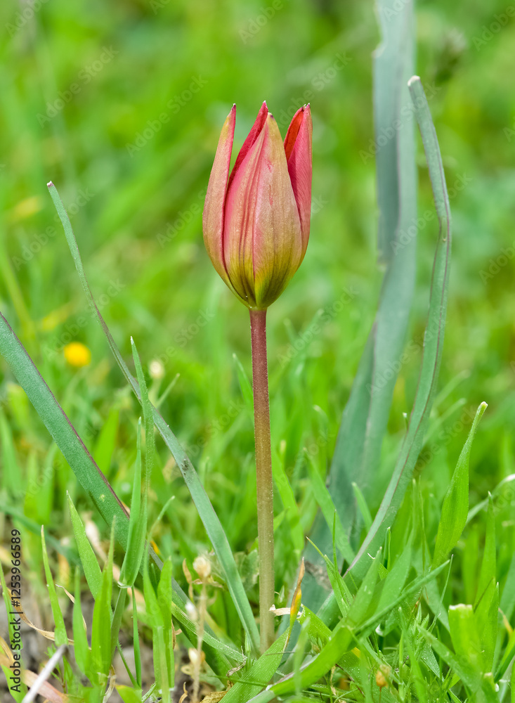 Images of wild plants and flowers. red wild tulip photos. Images of wild plants and flowers. red wild tulip photos.