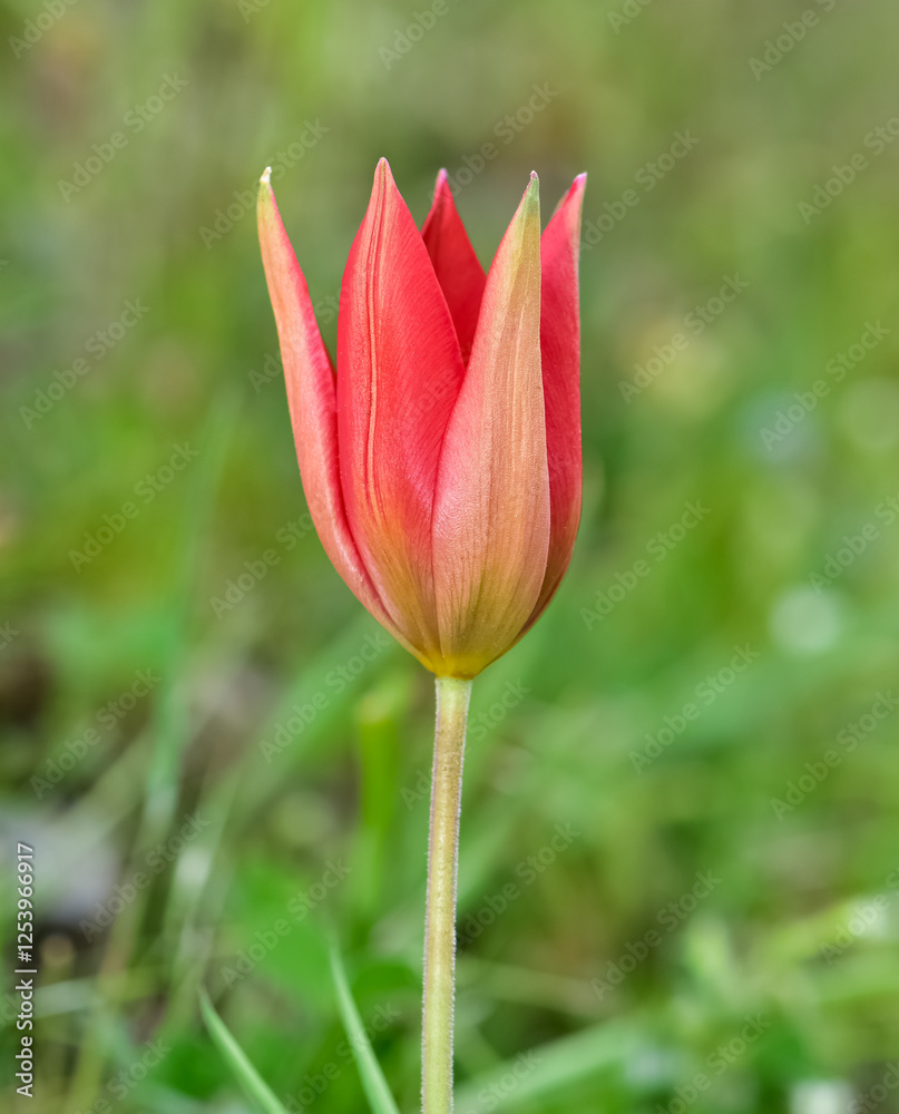 Images of wild plants and flowers. red wild tulip photos. Images of wild plants and flowers. red wild tulip photos.