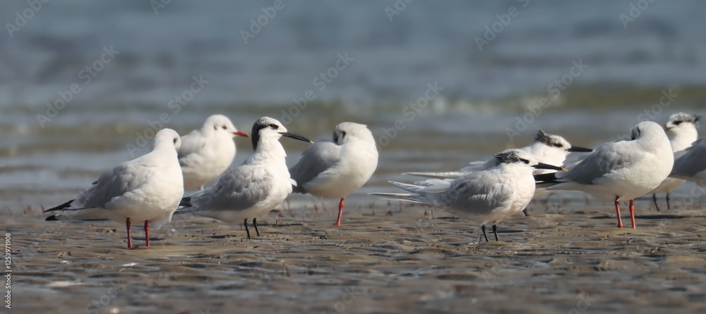 Sandwich Tern, Thalasseus sandvicensis, and common Black-headed Gull on beach, birds of Montenegro	